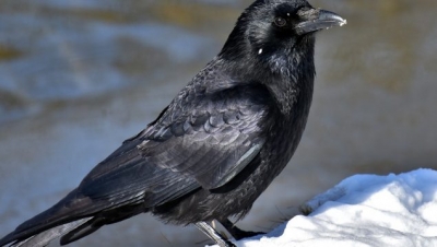 Las curiosidades m&aacute;s sorprendentes de los cuervos