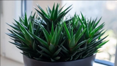 Las cinco cosas que no sab&iacute;as del aloe vera y que te cambiar&aacute;n la vida